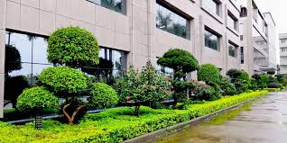 新乡绿化工程苗木批发市场